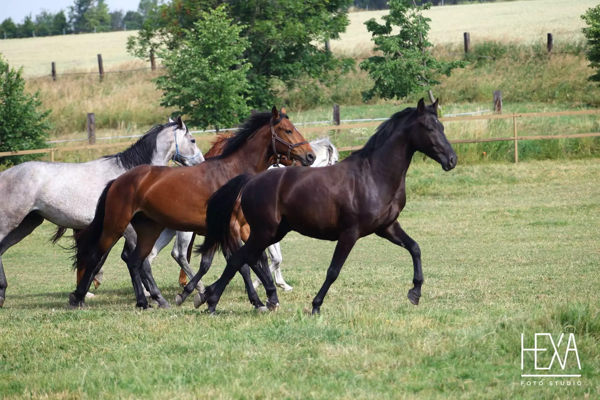 Horses running on a meadow