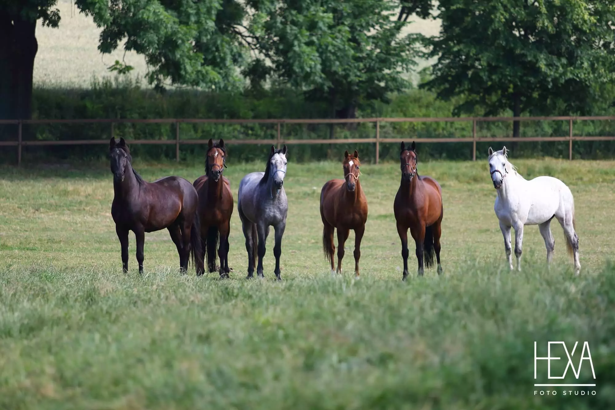 our horses looking forward on a green meadow