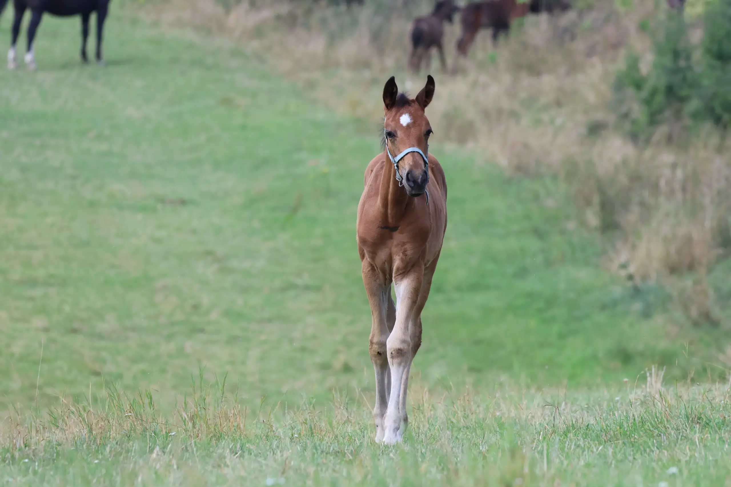 foal on a meadow