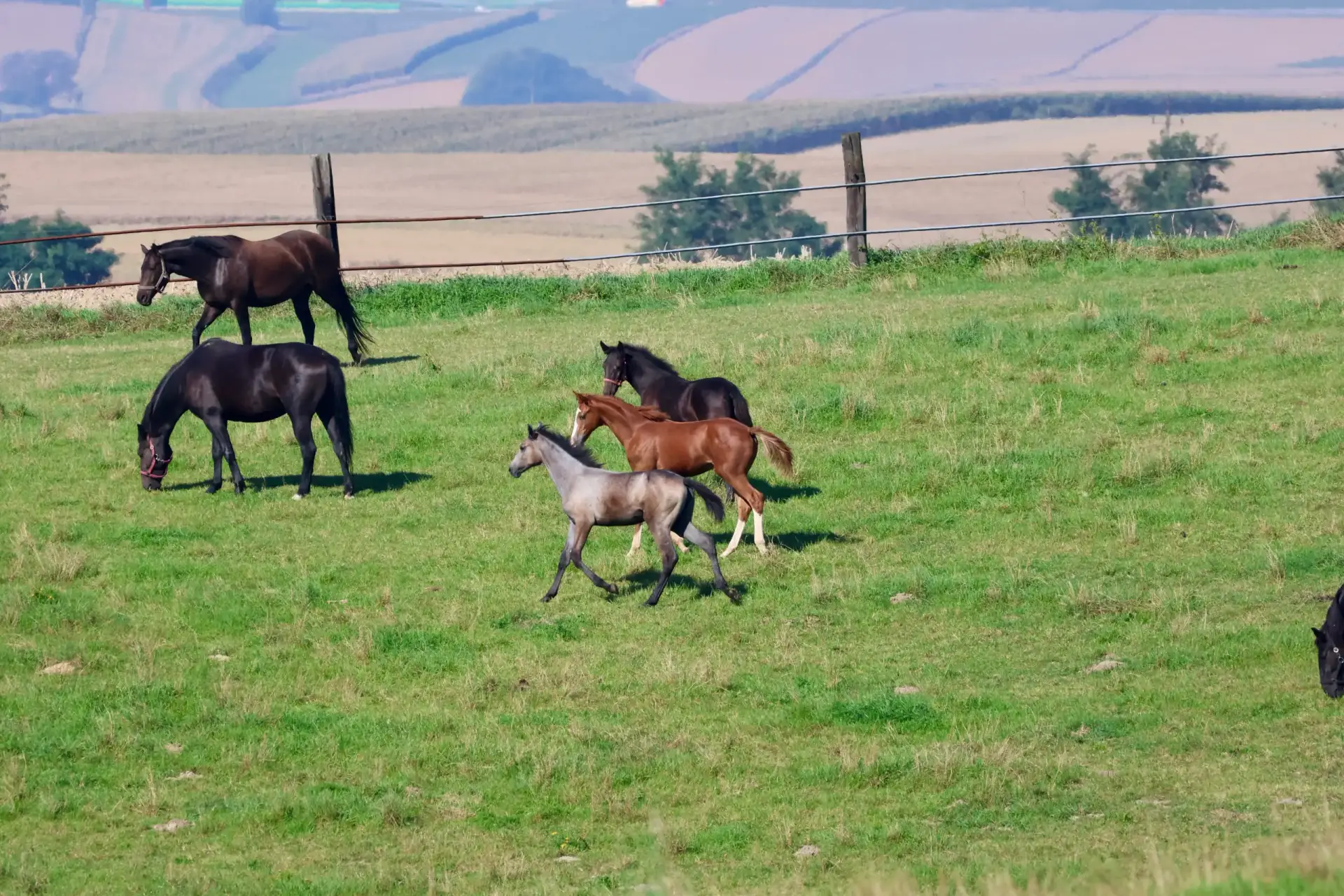 a group of horses running in a field