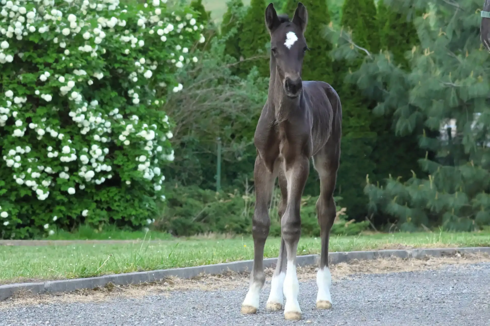 a horse standing on a road