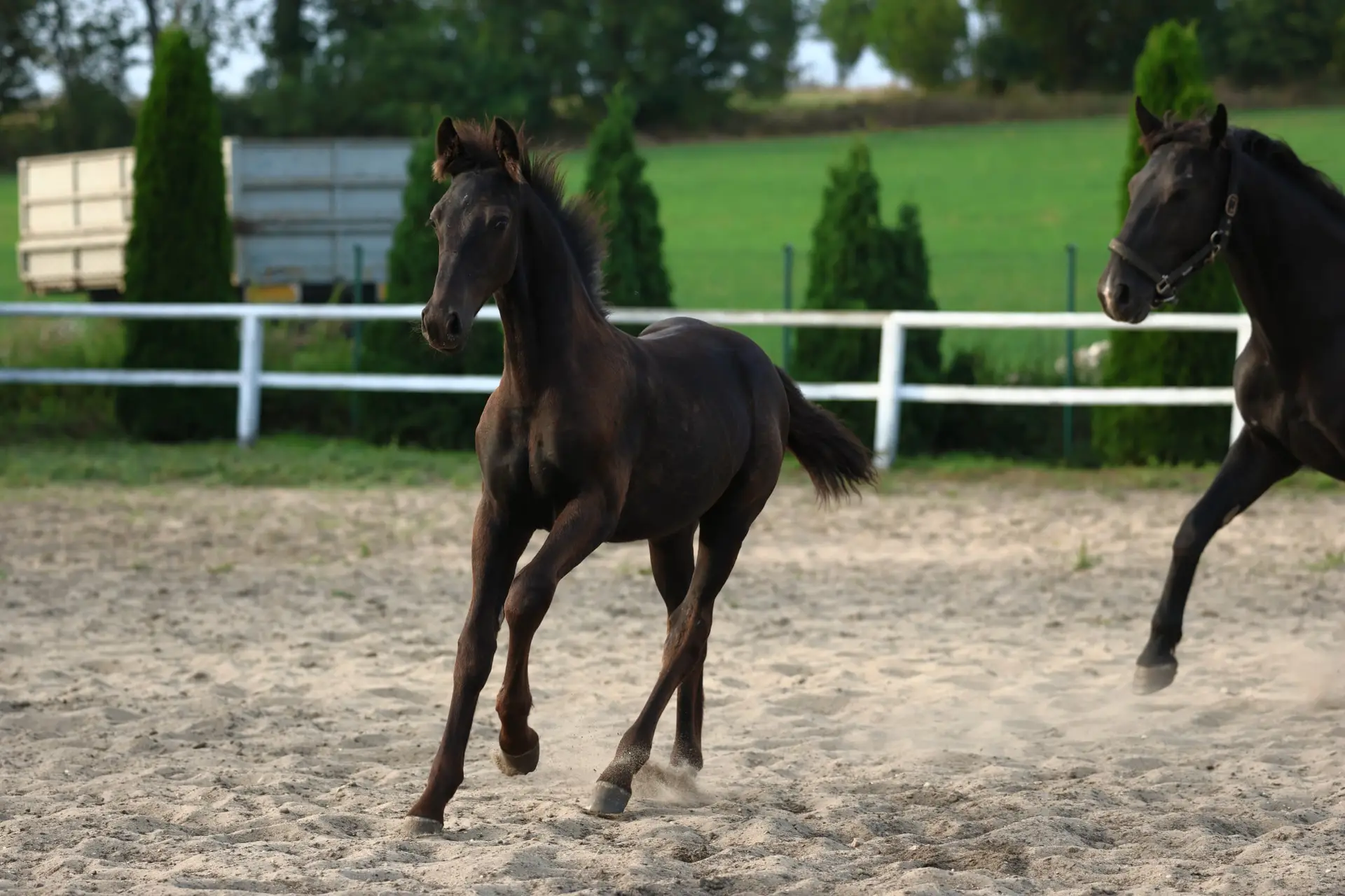 a horse running in a dirt field