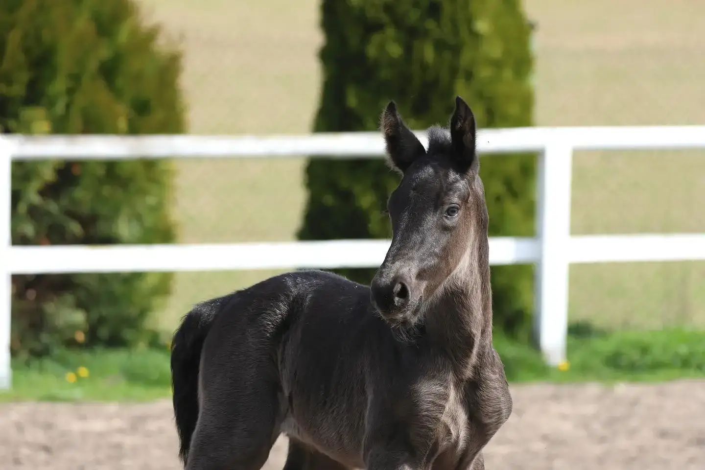 a horse standing in a fenced in area