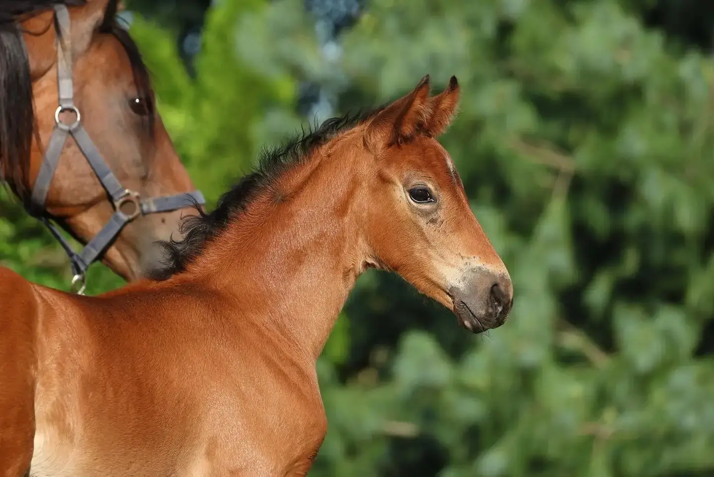a brown horse with a black mane