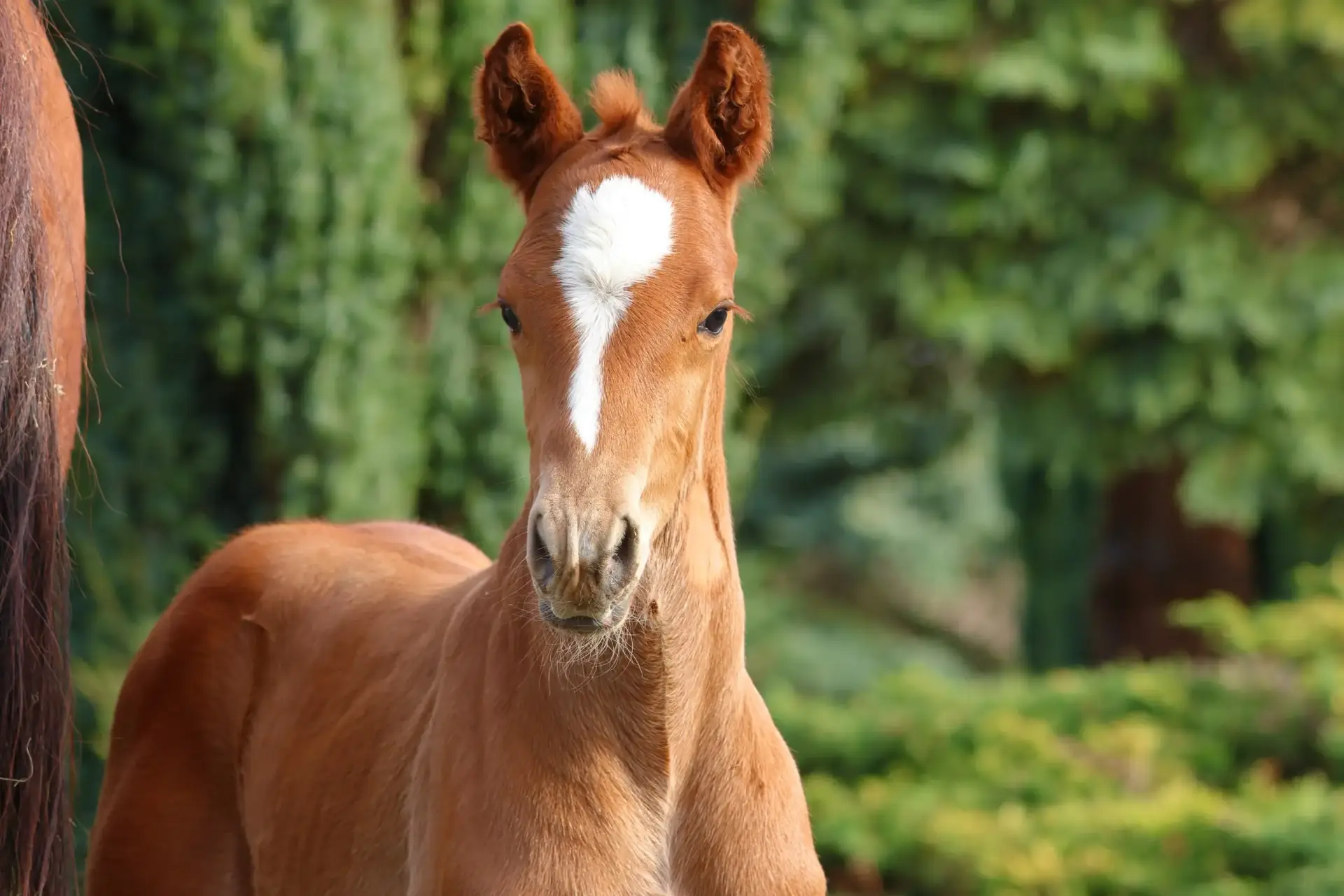 a horse standing in front of trees