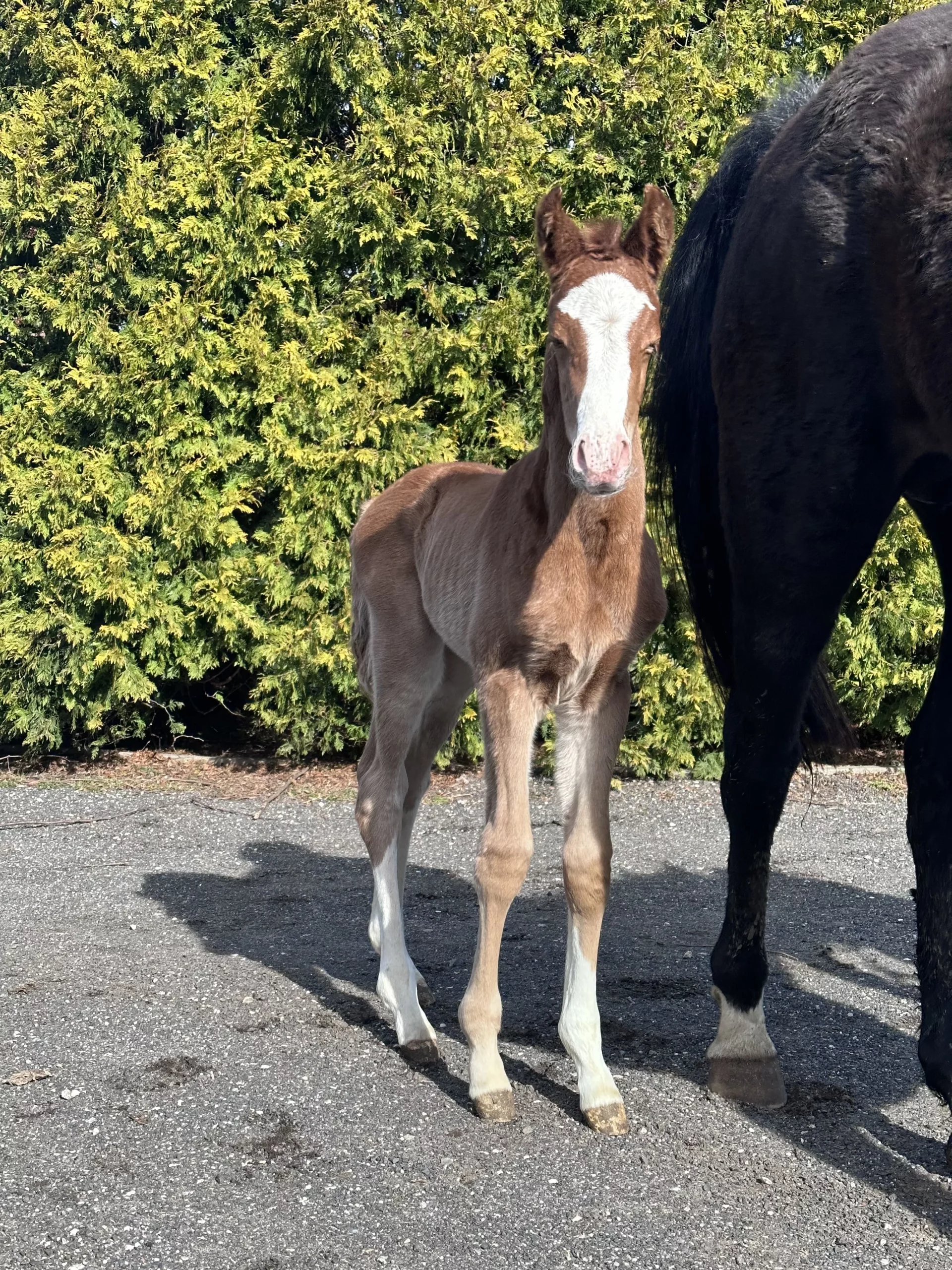 Mare with her foal on road