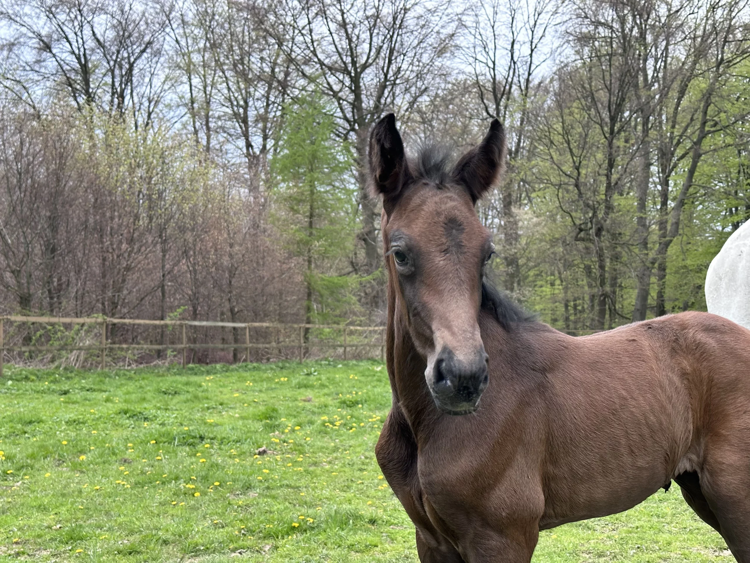 Foal on meadow