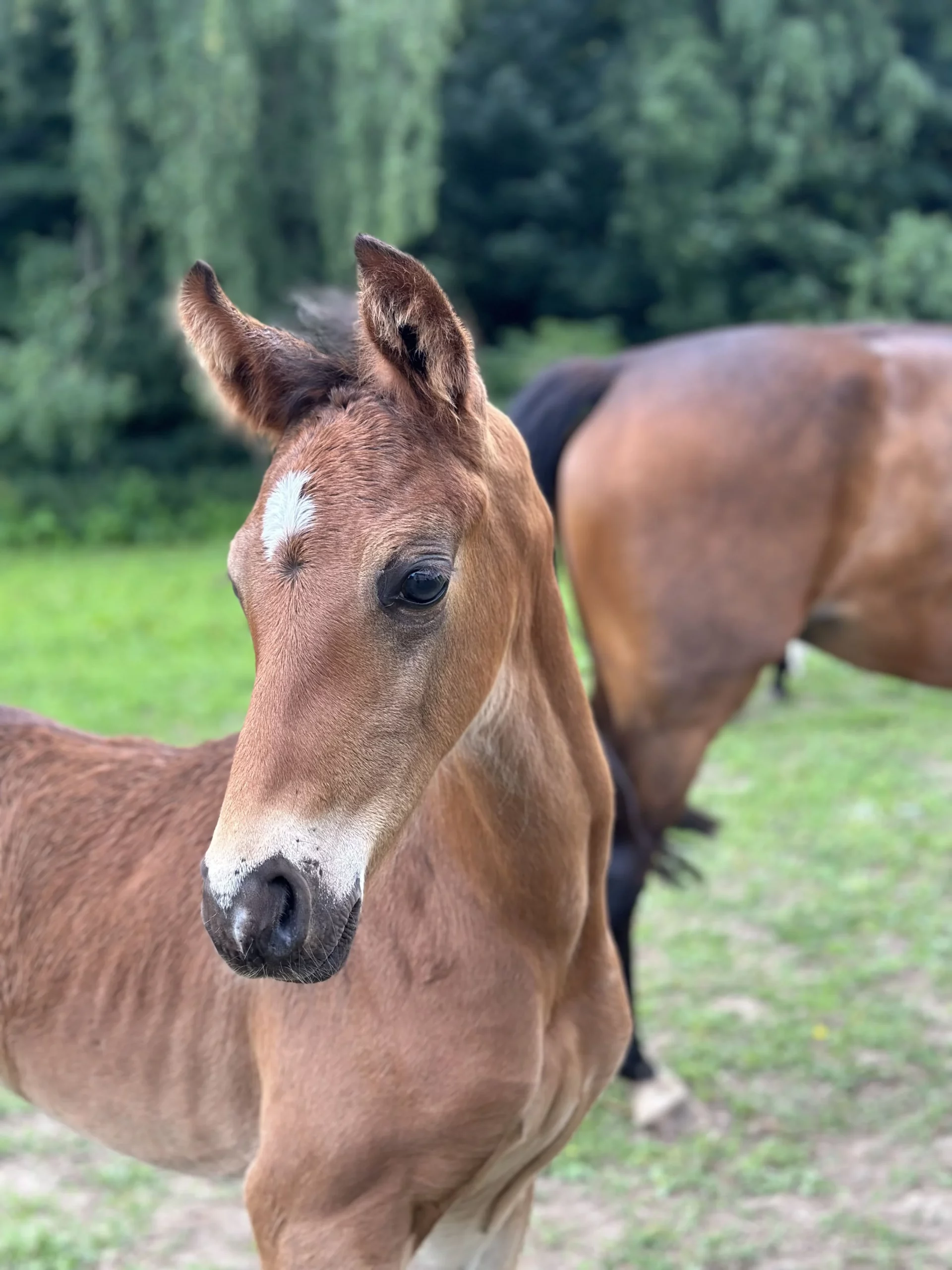 foal on a meadow