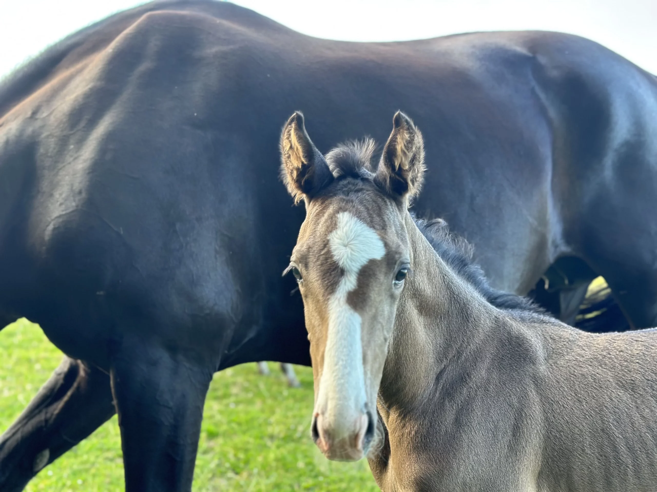 Mare with a foal