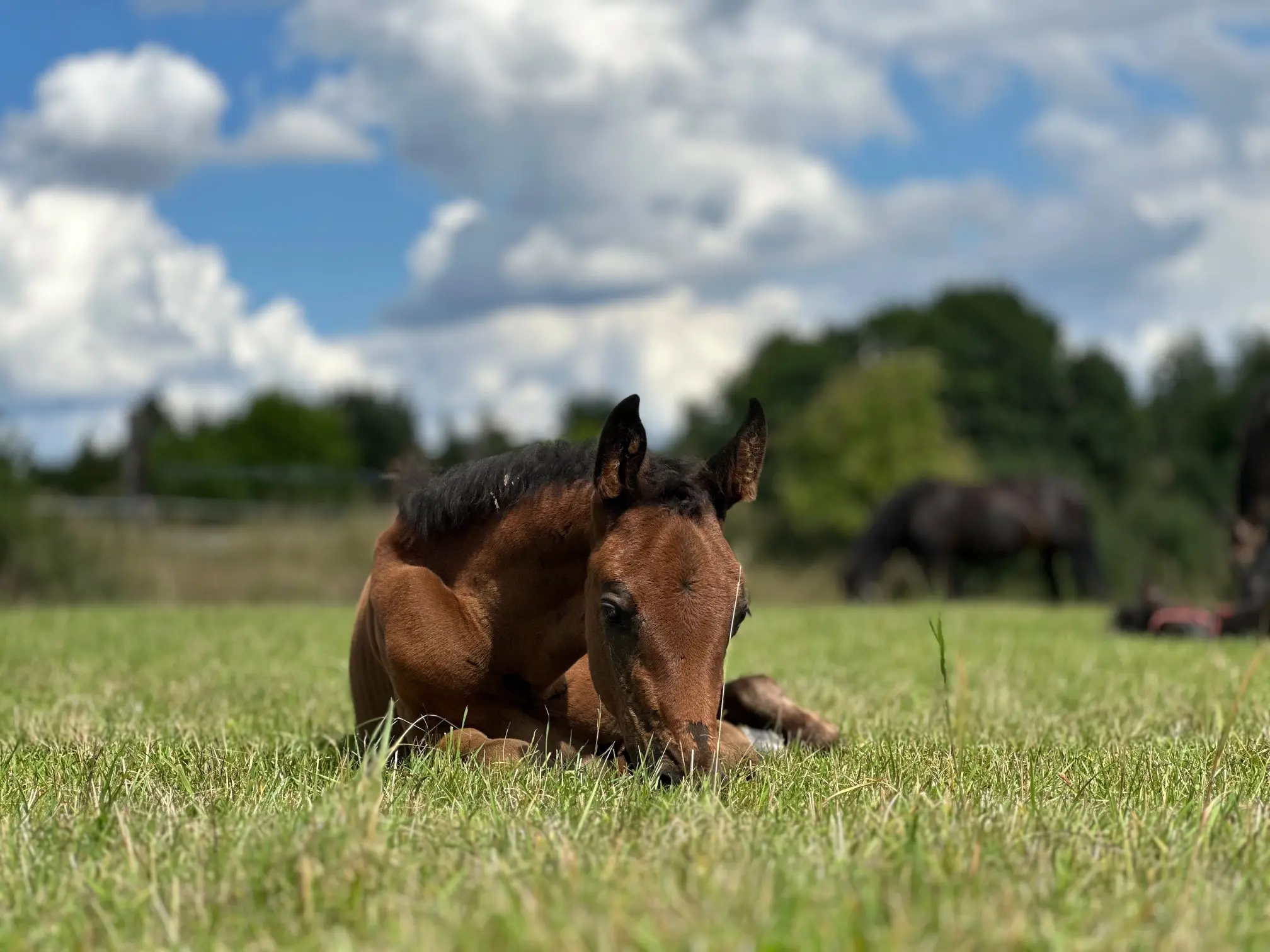 foal on a meadow
