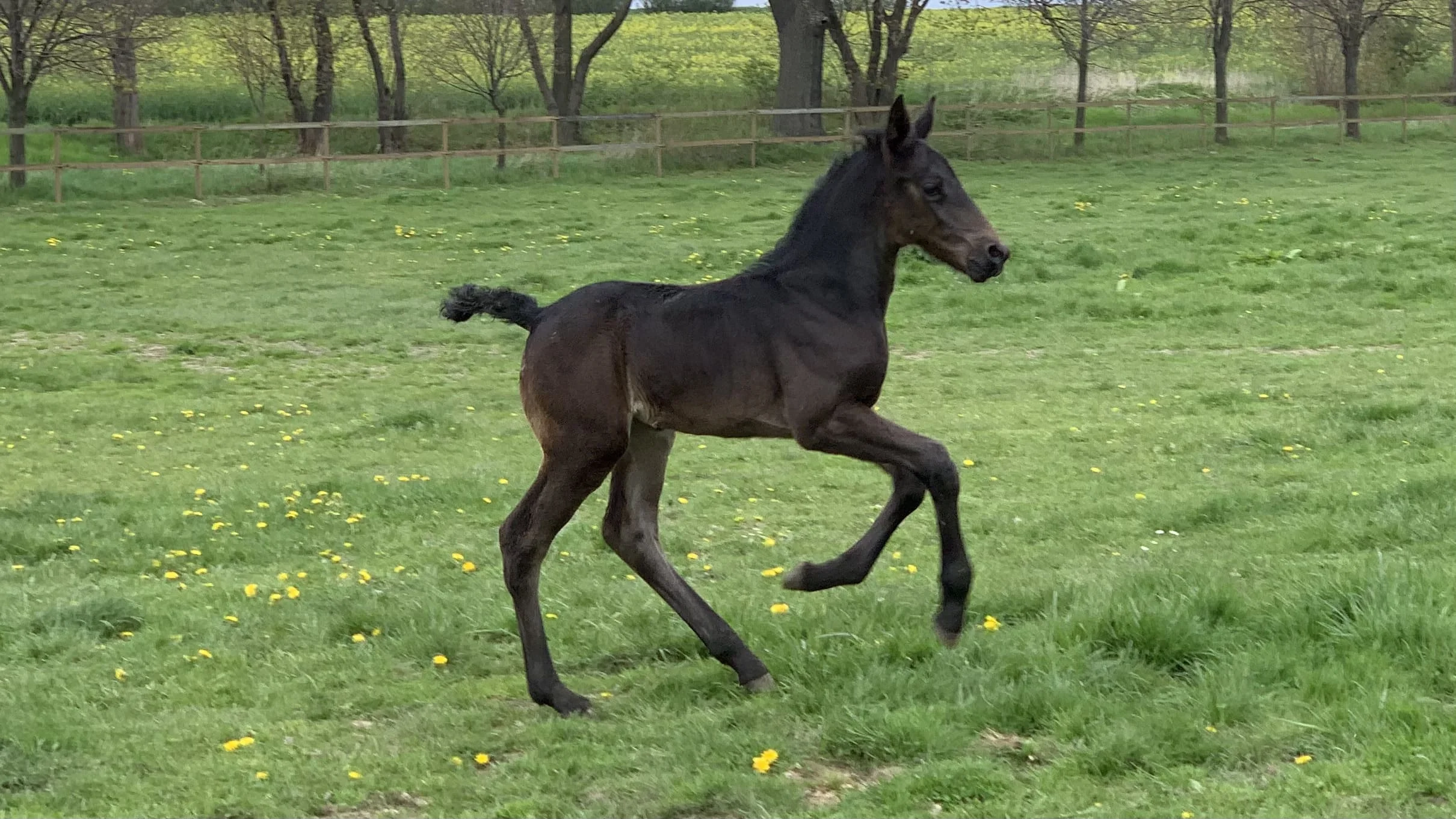 foal running on meadow
