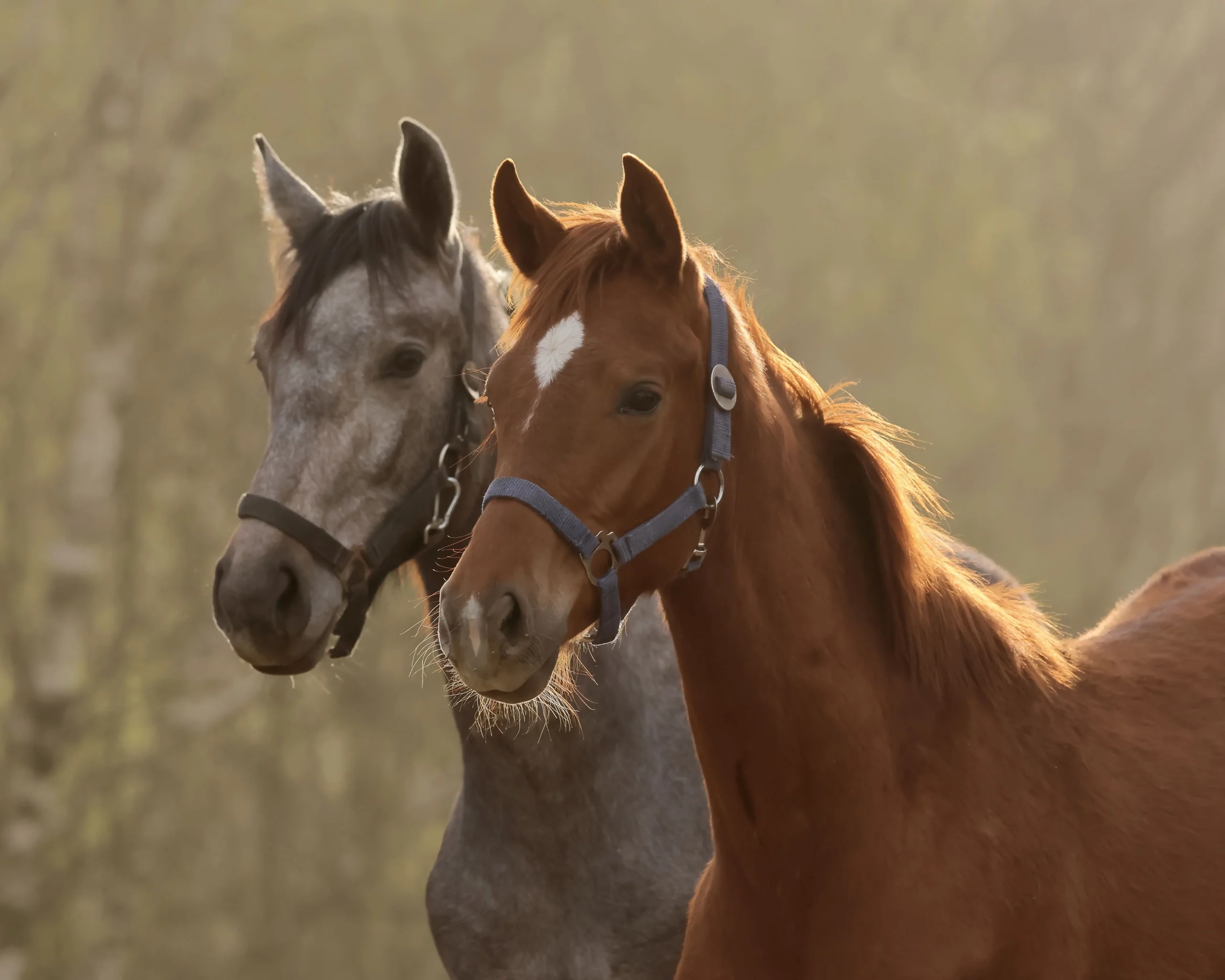 2 Foals